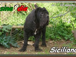 Siciliano a 10 mesi ,
