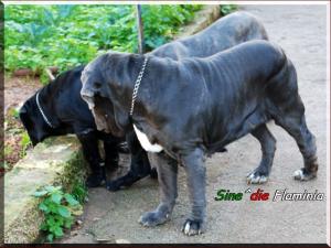 Sine^die Flaminia,,, 21 dicembre 2008,,,,
