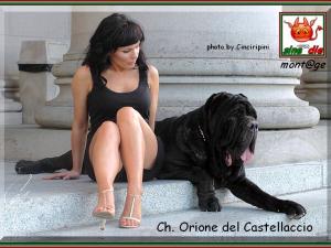 Ch. Orione del Castellaccio son of sine^die Sicano,,, 800 oo6
