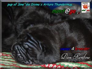 Cuccioli di Sine^die Divina x Arturo thundermug di 20 giorni