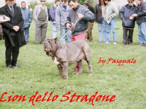 lion dello stradone - 3