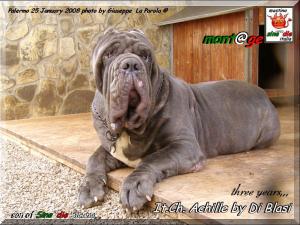 Ch. It. Achille by Gianni Di Blasi,,, tre years son of Sine^die Sicano,,,