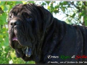 Ermes Regno di Sicilia 12 months,