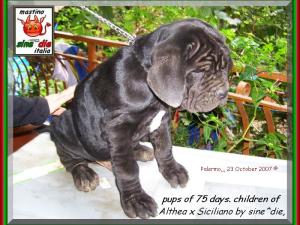 Cuccioli Althea x Siciliano by sine^die 23 ottobre 2007,,,