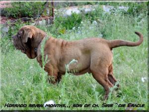 Korrado seven months son of champion Sine^die Eracle,