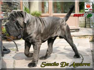 Sancho De Azzurra by Kim Slater.