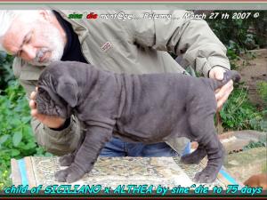 child of SICILIANO,,, 244