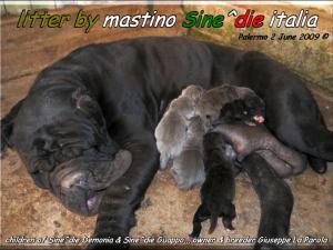 Cucciolo Demonia X Guappo