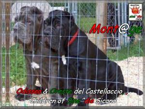 Odissea & Oreste del Castellaccio,,, children of Sine^die Sicano x Ramona del Castellaccio,,,