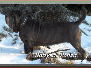 Baby di Ponza lunga