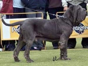 Illimani San Paulo 2 open male