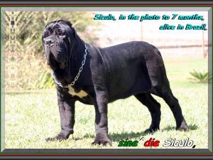 Siculo sine^die,,, 7 months,,, live in brasil,,,