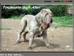 Finalmente degli Alleri... montage mastino sine^die italia...