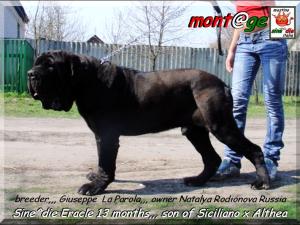 Sine^die Eracle,,, 13 months,,, has arrived in Russia,,,,