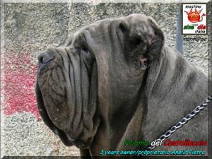 Priamo del Castellaccio, owner Anello Pietro, mont@ge mastino sine^die italia,,,