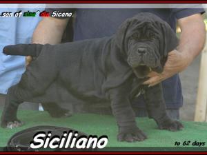 SICILIANO son of sine^die Sicano.... 0162 bis 754