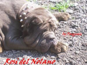 Rosi del nolano by Giuseppe Angelino