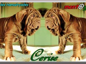 Du domaine des Hamadryades  Cerise femelle 56 jours,,, monta@ge mastino sine^die italia,,,