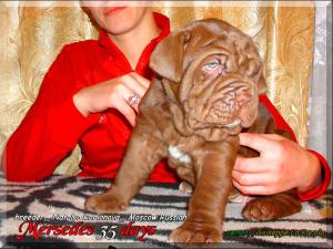 cuccioli of Sine^die Eracle Mersedes 35 days