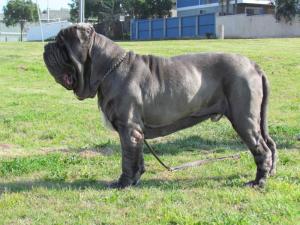 Leone3