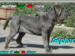 Sephora daughter of sine^die Sicano owner mastino sine^die italia,,,