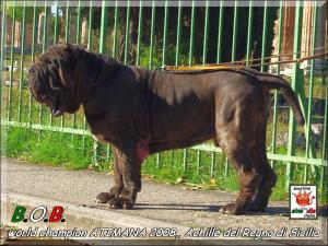 ATIMANA 2008,,, It. Ch. Achille del Regno di Sicilia,,, son of Sine^die Sicano,