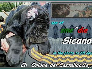 Ch. Orione del Castellaccio son of sine^die Sicano to 65 days,