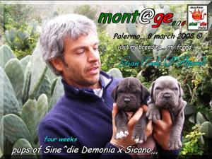 Cuccioli Sine^die Demonia x Sicano,,, Palermo 8 March 2008,,