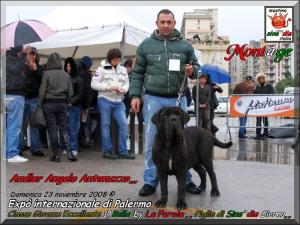 internazionale di Palermo,,, Bella by mastino Sine^die italia