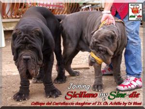 Joining,,, Siciliano & Calliope del Castellaccio by Di Blasi,,, 5 sept 08,