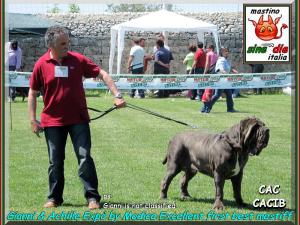Achille figlio di sine^die Sicano Cac  Cacib  Ecc. 1 Int. Modica inglese,
