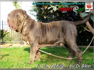 Ch.It. Achille owner & breder,,, Gianni  Di Blasi,,, son of Sine^die Sicano,oxo,,,,,
