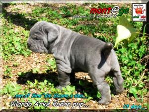 cuccioli vilardo arke kunon children of Sine^die Sicano x dea,,, 9 april 2008,