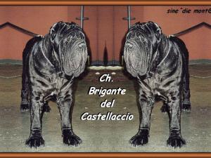 Ch. Brigante del Castellaccio