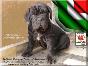 Bella by Patrizio Italia owner mastinosine^die italia....