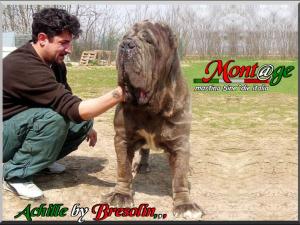 Achille by Nicola Bresolin