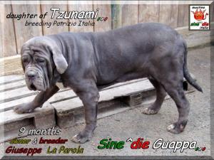 Sine^die Guappa,,, owner & breeder Giuseppe La Parola,,, daughter of Tzunami,,, 9 months,,,