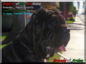 Brenda di Ardea figlia di Sine^die Sicano x Vesta di Ardea,,