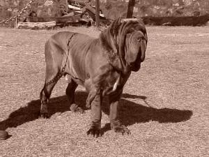 ercole