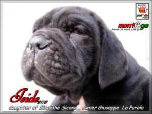 cuccioli di Sine^die Sicano x Cresta,,, owner & breeder Pietro Anello