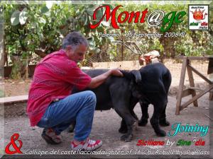 Joining,,, Siciliano & Calliope del Castellaccio by Di Blasi,,, 5 sept 08