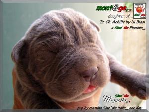 Cuccioli   Achille by Di Blasi x Sine^ die Flamninia,,, 5 aprile 2008,,,,