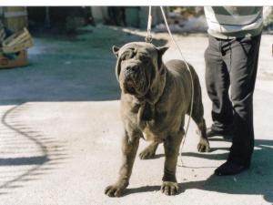 Dick figlio Hatrim della Grotta Azzurra