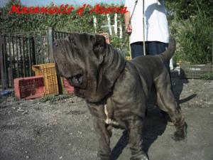 masaniello d'acerra by michele d inverno