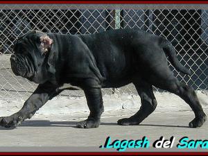 LAGASH DEL SARATOGA zxz
