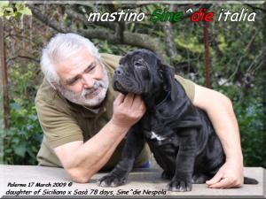figlia di Siciliano X Sasa 78 days.