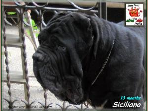 Siciliano,,, photo by Hector Ontiveros 21 June 2007,,,