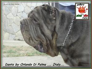 Dante by Orlando Di Palma Italy,,,