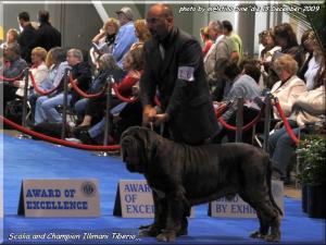 Expo Eukanuba California Ch. Illimani Tiberio,,
