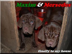 Maxim & Mersedes,